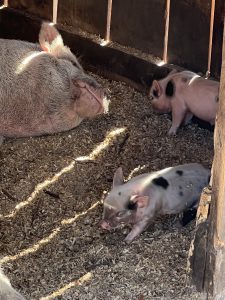 Piglets and Mama Pig 