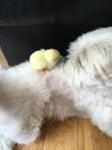 A chicken can be best friends with a dog. 