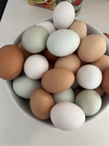 Organic eggs in a variety of color. 