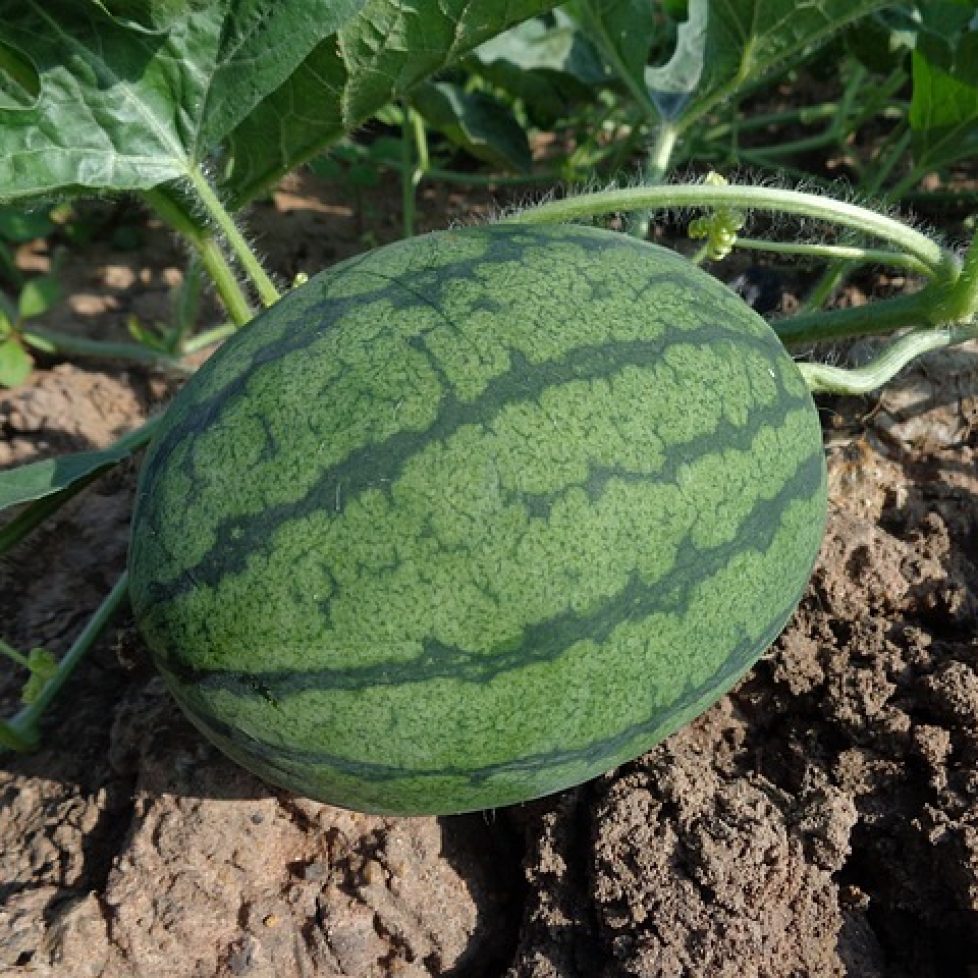 watermelon-551235_640