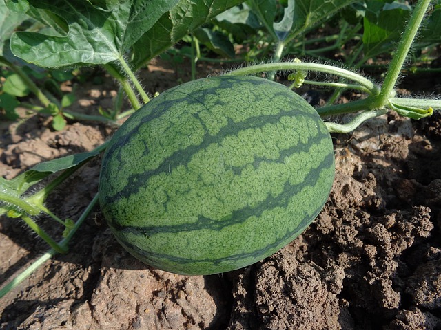watermelon-551235_640